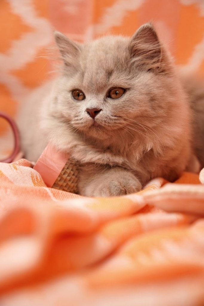Cat Hairballs Logic Guide 2026