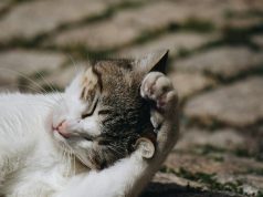 Cat Hairballs Home Remedies Step by Step Guide for 2026 Cat Hairballs