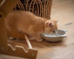A young kitten eating healthy food from a bow