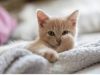 How to Care for a New Kitten: 10 Essential Tips for Beginners A cute small kitten sitting comfortably on a soft blanket