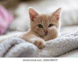 images A cute small kitten sitting comfortably on a soft blanket